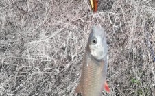 Фото рыбалки в Галичья Гора 1