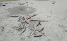 Фото рыбалки в городской округ Нягань 6