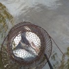 Фото рыбалки в Линь 0