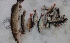 Фото рыбалки в Половное 2