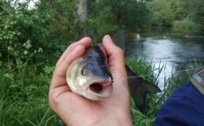 Фото рыбалки в Новополье 5
