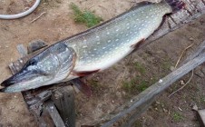 Фото рыбалки в Ляховичский район 5