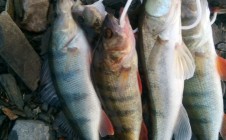 Фото рыбалки в Карасево 7