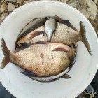 Фото рыбалки в Окунь 2