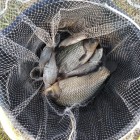 Фото рыбалки в Сом канальный 6