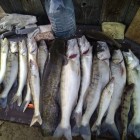 Фото рыбалки в Амур Белый, Окунь, Сазан, Сом, Судак 0