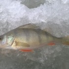 Фото рыбалки в Броницьке озеро 2