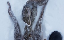 Фото рыбалки в Ильинский городской округ 0