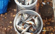 Фото рыбалки в Янгозеро 2