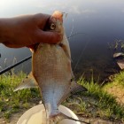 Фото рыбалки в Густера, Лещ, Плотва 4