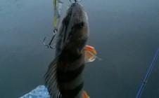 Фото рыбалки в Балаковский район 5
