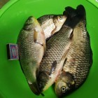 Фото рыбалки в Густера, Лещ, Плотва 0