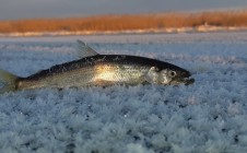Фото рыбалки в Берёзка, муниципальное образование Северодвинск 2