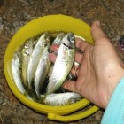 Фото рыбалки в Барабулька, Зеленушка, Скорпена-ёрш, Ставрида 1
