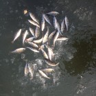 Фото рыбалки в Белоглазка, Лещ, Синец 0