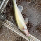 Фото рыбалки в Щука 5