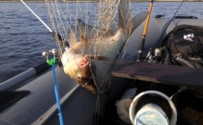 Фото рыбалки в Балахнинский район 9