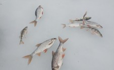 Фото рыбалки в Гдовский район 11