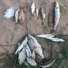 Фото рыбалки в Окунь, Судак 2
