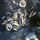 Фото рыбалки в Амур Белый, Толстолоб 0