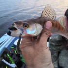 Фото рыбалки в Окунь, Щука 5