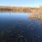 Фото рыбалки в Амур Белый, Толстолоб 1