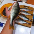 Фото рыбалки в Плотва 0