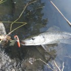 Фото рыбалки в Густера, Плотва 4