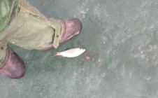 Фото рыбалки в Мойынкумский район 6