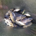 Фото рыбалки в Чехонь 0