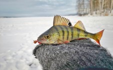 Фото рыбалки в Приозёрный, Невьянский городской округ 1