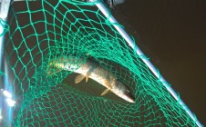 Фото рыбалки в Бор, Новгородский район 3