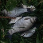 Фото рыбалки в Линь 9