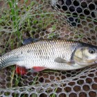 Фото рыбалки в Окунь, Плотва 0