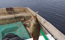 Фото рыбалки в Бородинское 1