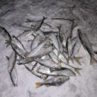 Фото рыбалки в Линь 2