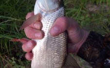 Фото рыбалки в Красный Яр, Большереченский район 10
