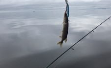 Фото рыбалки в Глядково 11
