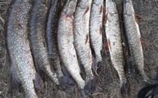 Фото рыбалки в Республика Хакасия 1