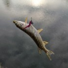 Фото рыбалки в Окунь 4