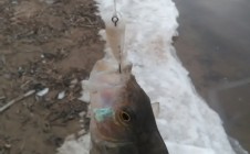 Фото рыбалки в Марфино, Володарский район 3