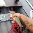 Фото рыбалки в Линь 5