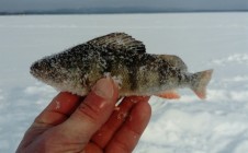 Фото рыбалки в Озерский городской округ 0