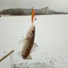 Фото рыбалки в Густера, Уклейка 0