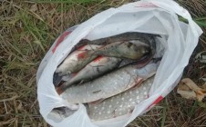 Фото рыбалки в Грачи, Рязанский район 4