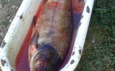 Фото рыбалки в Коломыйский район 5