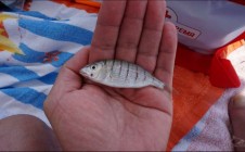 Фото рыбалки в Краснодарский край 8