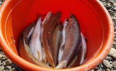 Фото рыбалки в ДНТ Прибрежное 1