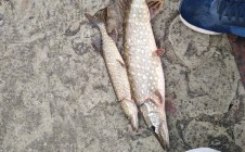 Фото рыбалки в Брест 7