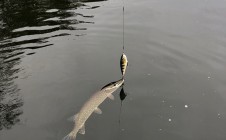 Фото рыбалки в Воронино, Льговский район 1